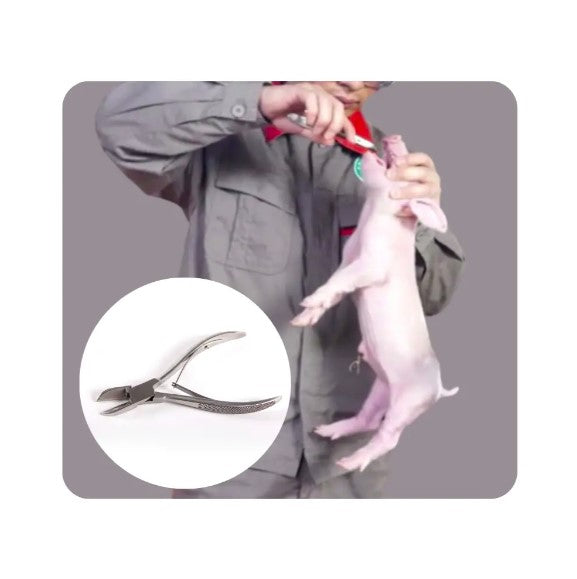 Stainless Steel Piglet Hog Sow Teeth Cutting Pliers | Cutter | Scissor | Tool Nipper