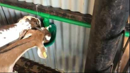 Two goats interacting with a green metal gate in a pen.