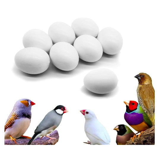 Finches Dummy Eggs