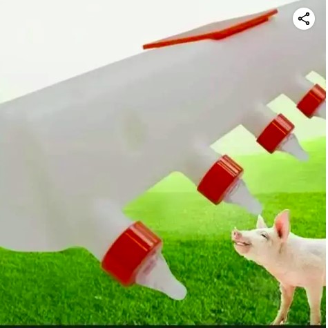 Automatic Milk Feeding | Nursery Machine Piglet Breast feeding