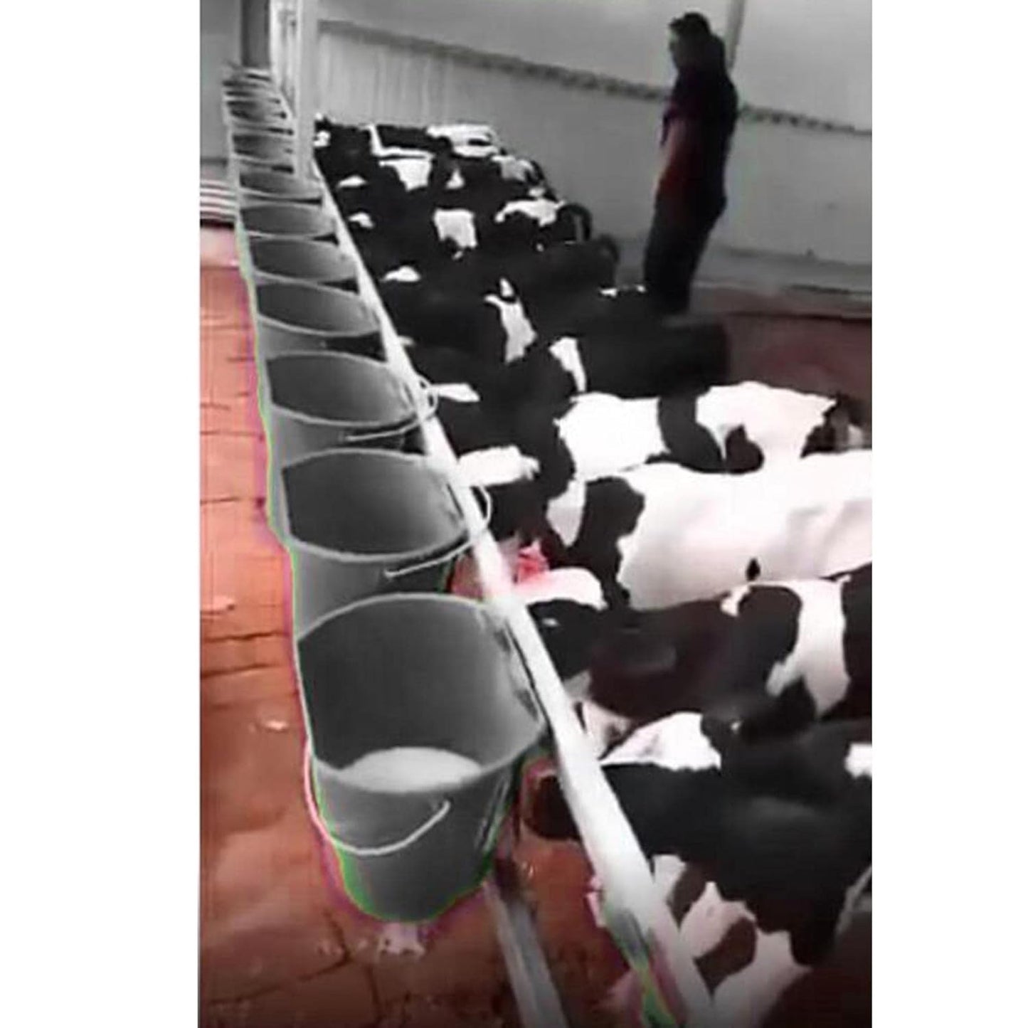 5 NIPPLE CALF MILK FEEDING BUCKET
