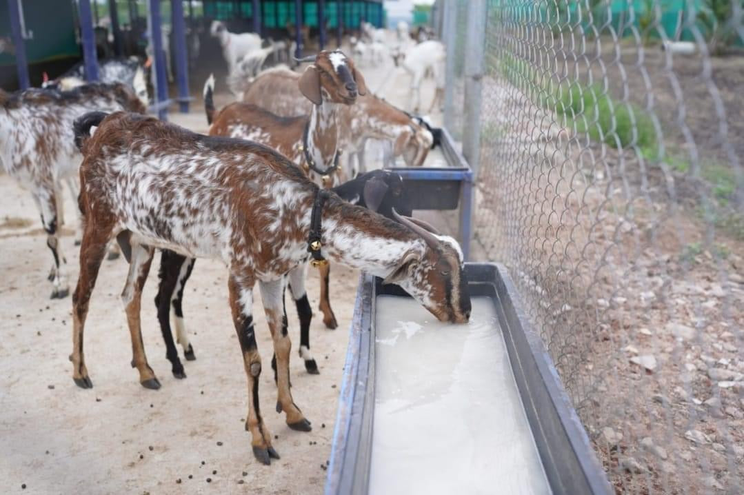 CG - 4 Feet Animal Feeder Tray