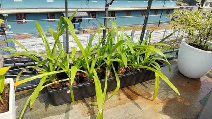 CG - 4 Feet plastic Plant Tray