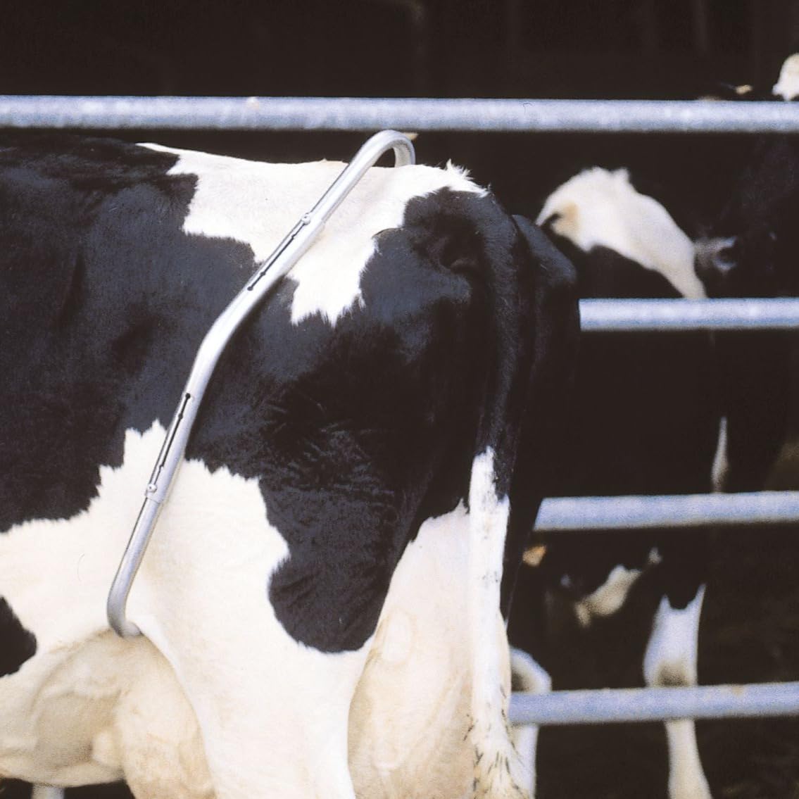 CG Heavy-Duty Adjustable Cow Anti-Kick Bar – Secure Livestock Restraint for Safe Milking and Veterinary Care | Durable and Rust Resistant