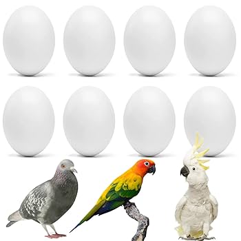 CG - Finches Dummy Eggs (Pack of 10)