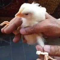 Chicks Splayed Leg Treatment Bracelets