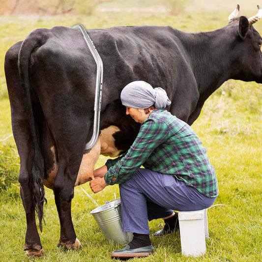 Anti kick bar for cow/buffalo