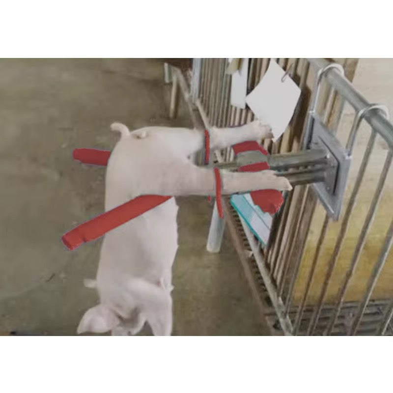 CG - DOUBLE FURROW HANGING CASTRATION RACK FOR 7 - 25 DAYS  PIGLET PIG HOLDER