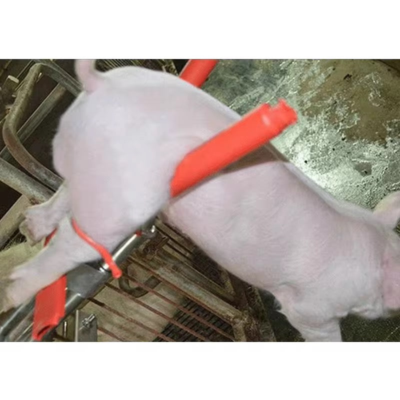CG - DOUBLE FURROW HANGING CASTRATION RACK FOR 7 - 25 DAYS  PIGLET PIG HOLDER