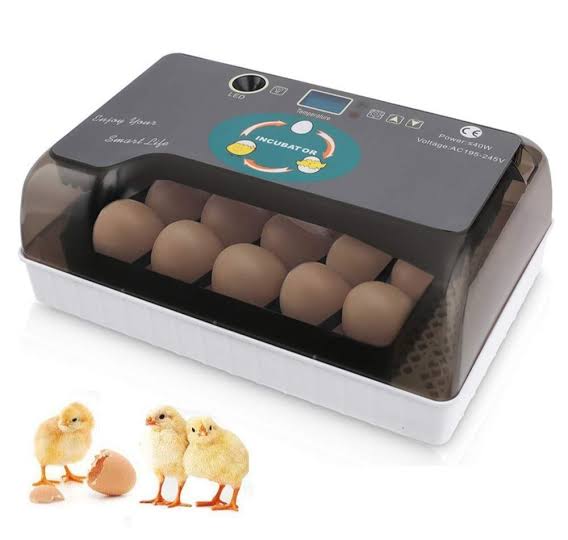 12 Egg Incubator Machine
