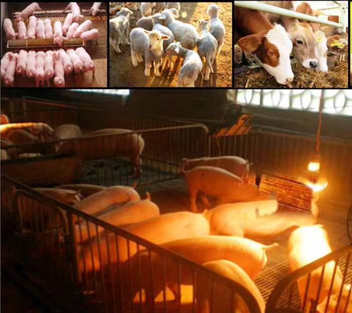 INFRARED THICKENES HEATING BREEDING BULB 150 W