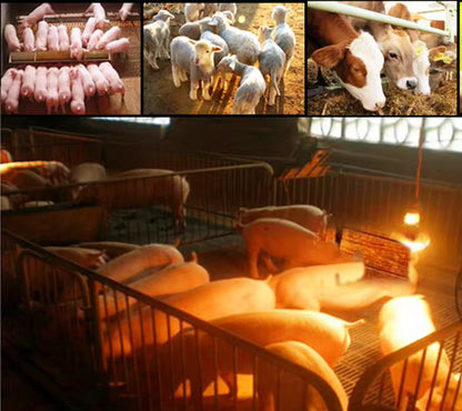 INFRARED THICKENES HEATING BREEDING BULB 150 W